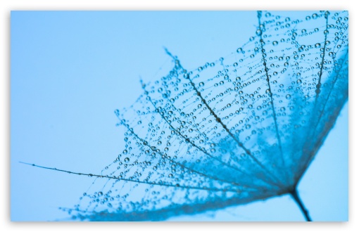 Download Spider Web on a Single Dandelion Seed UltraHD Wallpaper