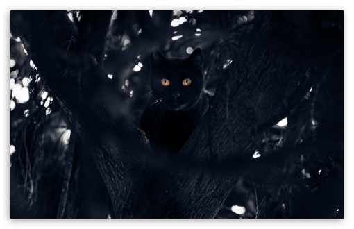 Download Black Cat Perched in a Tree UltraHD Wallpaper