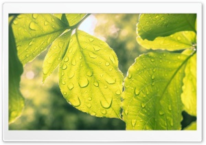 Leaves and Droplets