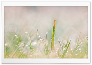 Grass Tuft