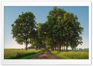 Rural Road, Green Trees,...