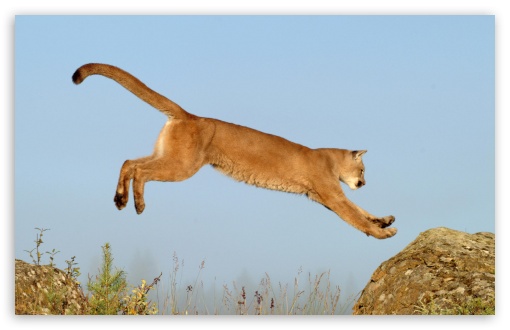 Download Leaping Cougar Montana UltraHD Wallpaper