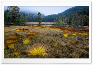 Lac de Lispach, Vosges...