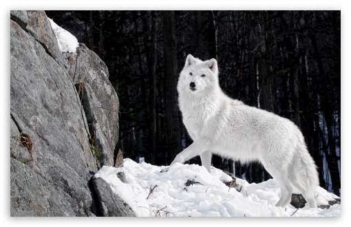 Download White Wolf UltraHD Wallpaper