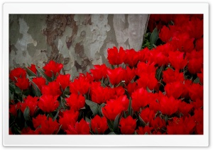 Red Tulips, Park