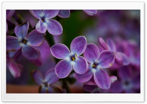 Lilac Blossoms Closeup