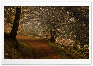 Mountain Forest Path