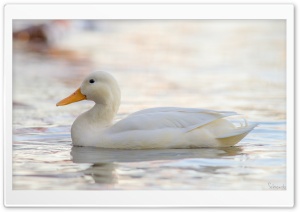 White Mallard