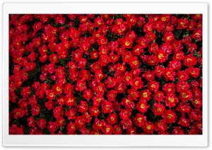 Red Tulip Flowers Field