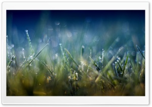 Grass Macro VI