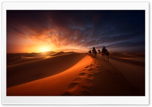 Camel Safari Desert Sunset