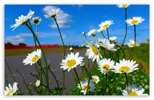 Download Daisies UltraHD Wallpaper