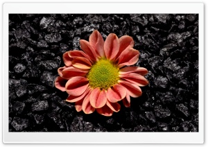 Flower Black Background