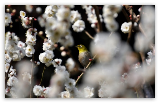 Download Plum Blossoms UltraHD Wallpaper