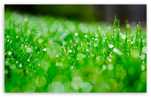 Download Fresh Green Grass, Bokeh UltraHD Wallpaper