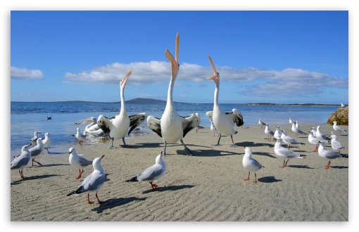 Download Beggars Pelicans And Seagulls UltraHD Wallpaper