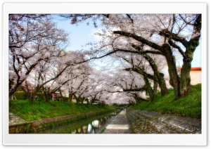 Under Sakura Trees