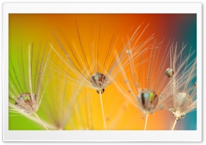 Dandelion Seeds Macro,...