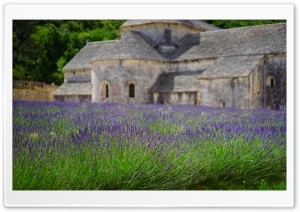Lavender Garden, Monastery