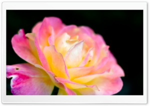 Macro Pink Rose