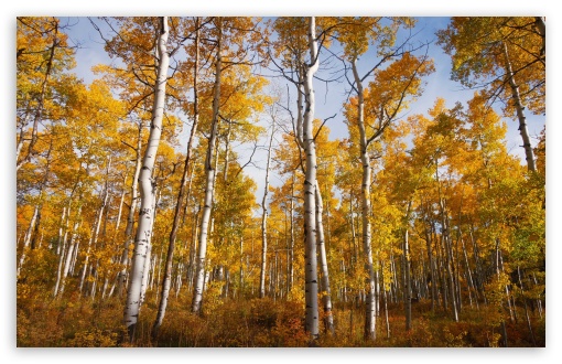 Download Yellow Quaking Aspen Trees Forest, Fall UltraHD Wallpaper