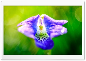 Blue Violet Flower - Viola...