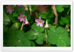 Wild Flowers