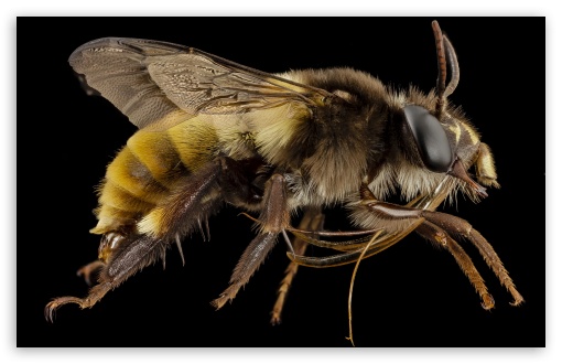 Download Big Bee Insect UltraHD Wallpaper