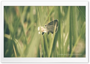 Butterfly-1