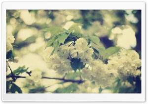 White Apple Flowers