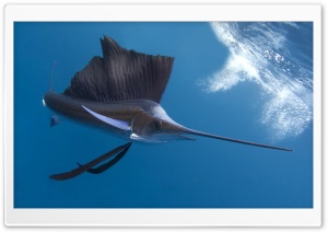 Sailfish