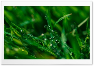 Morning Dew, Green Grass