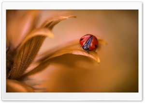 Ladybug On Brown Leaf