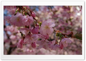 Beautiful Spring Blossom