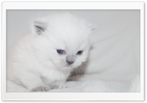 Newborn White Kitten