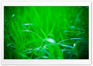 Green Grass, Summer