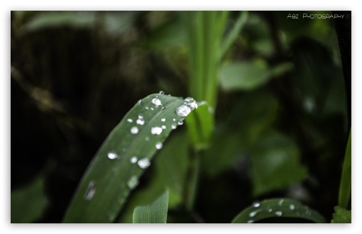 Download Water Drops On Leaf HD UltraHD Wallpaper