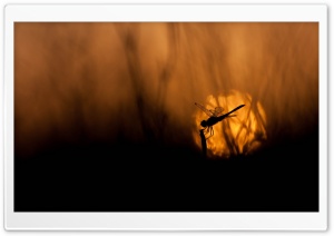 Dragonfly At Sunset