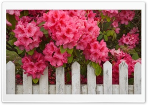 Rhododendron And Fence...