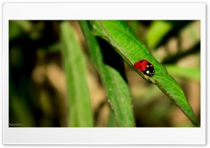 Lady Bug By Chance