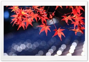 Japanese Maple Leaves Bokeh