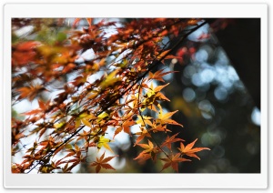 Japanese Maple Tree Bokeh