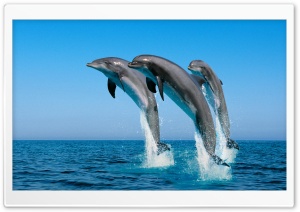 Bottlenose Dolphins Tursiops...