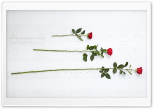 3 Three Red Roses