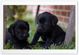 Cute Labrador Puppies