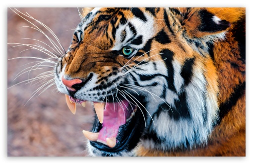 Download Snarling Tiger UltraHD Wallpaper
