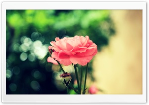 Farsejin Pink Flower