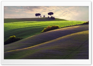 Trees On A Hillside