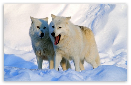 Download Arctic Wolves UltraHD Wallpaper
