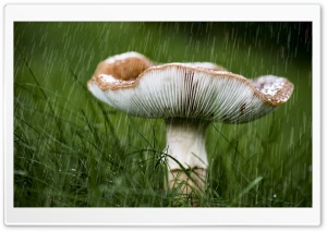 Mushroom, September Rain